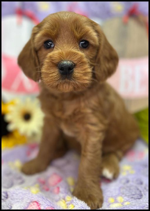 miniature labradoodle puppy, miniature labradoodle puppies for sale, mini labradoodle puppies for sale, mini labradoodle puppies Oregon, labradoodle puppies for sale