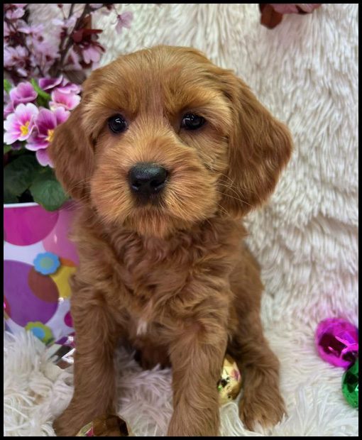 miniature labradoodle puppy, miniature labradoodle puppies for sale, mini labradoodle puppies for sale, mini labradoodle puppies Oregon, labradoodle puppies for sale