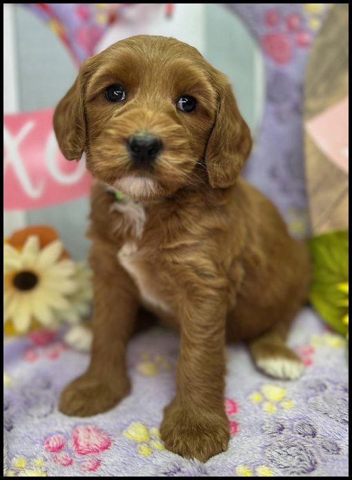 miniature labradoodle puppy, miniature labradoodle puppies for sale, mini labradoodle puppies for sale, mini labradoodle puppies Oregon, labradoodle puppies for sale