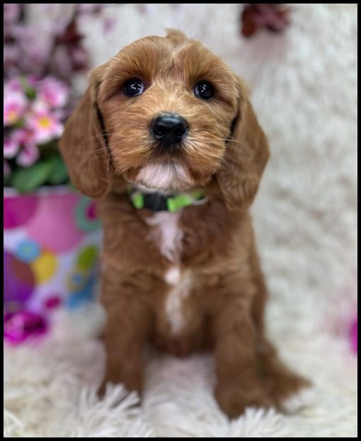 miniature labradoodle puppy, miniature labradoodle puppies for sale, mini labradoodle puppies for sale, mini labradoodle puppies Oregon, labradoodle puppies for sale