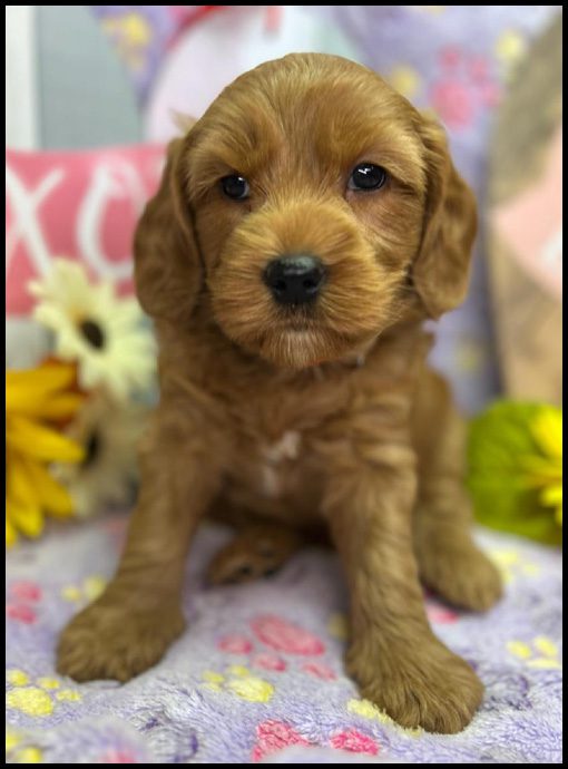 miniature labradoodle puppy, miniature labradoodle puppies for sale, mini labradoodle puppies for sale, mini labradoodle puppies Oregon, labradoodle puppies for sale