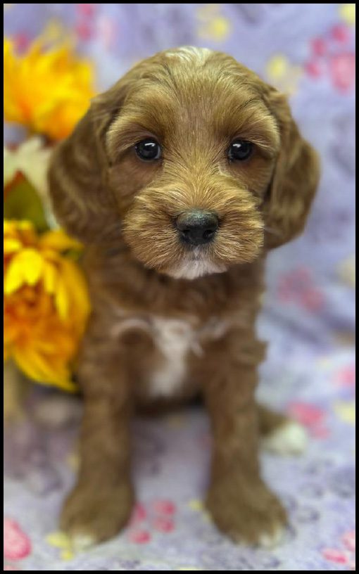 miniature labradoodle puppy, miniature labradoodle puppies for sale, mini labradoodle puppies for sale, mini labradoodle puppies Oregon, labradoodle puppies for sale