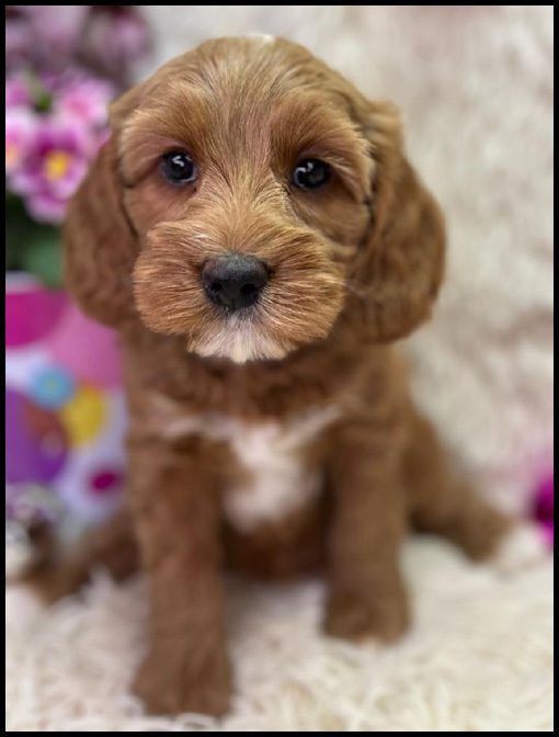 miniature labradoodle puppy, miniature labradoodle puppies for sale, mini labradoodle puppies for sale, mini labradoodle puppies Oregon, labradoodle puppies for sale