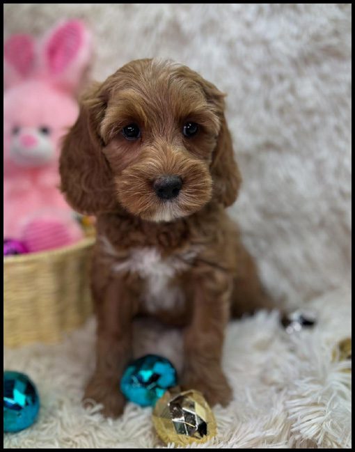 miniature labradoodle puppy, miniature labradoodle puppies for sale, mini labradoodle puppies for sale, mini labradoodle puppies Oregon, labradoodle puppies for sale