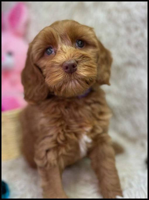 miniature labradoodle puppy, miniature labradoodle puppies for sale, mini labradoodle puppies for sale, mini labradoodle puppies Oregon, labradoodle puppies for sale