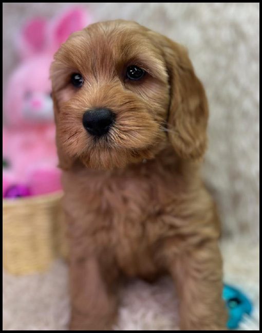 miniature labradoodle puppy, miniature labradoodle puppies for sale, mini labradoodle puppies for sale, mini labradoodle puppies Oregon, labradoodle puppies for sale