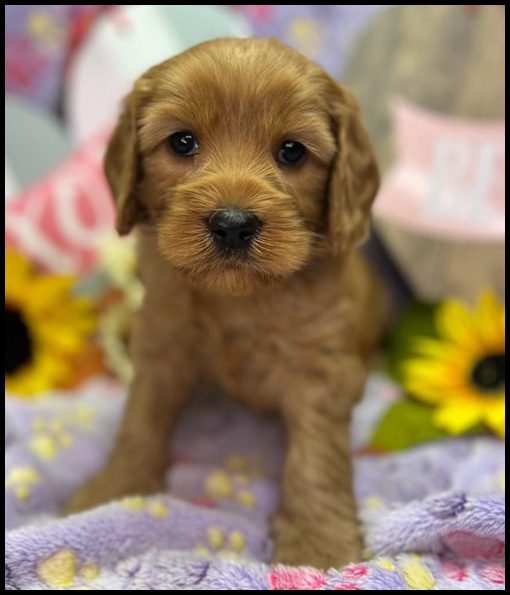 miniature labradoodle puppy, miniature labradoodle puppies for sale, mini labradoodle puppies for sale, mini labradoodle puppies Oregon, labradoodle puppies for sale