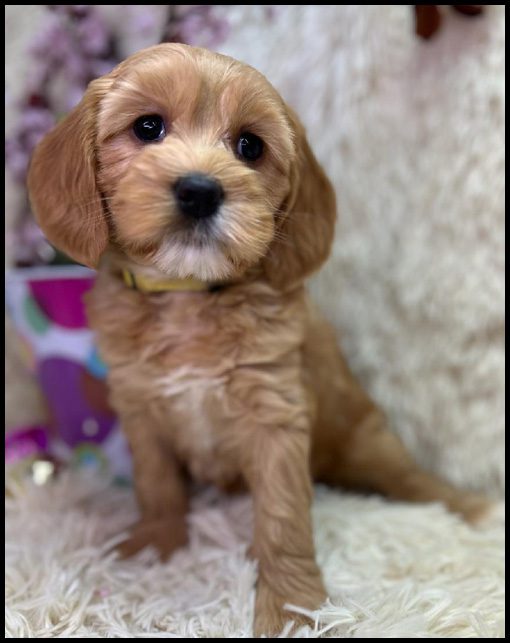 miniature labradoodle puppy, miniature labradoodle puppies for sale, mini labradoodle puppies for sale, mini labradoodle puppies Oregon, labradoodle puppies for sale