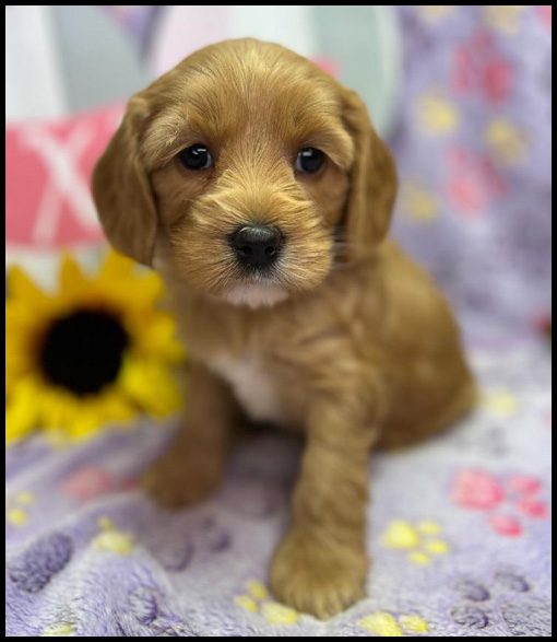 miniature labradoodle puppy, miniature labradoodle puppies for sale, mini labradoodle puppies for sale, mini labradoodle puppies Oregon, labradoodle puppies for sale