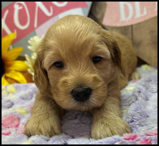 miniature labradoodle puppy, miniature labradoodle puppies for sale, mini labradoodle puppies for sale, mini labradoodle puppies Oregon, labradoodle puppies for sale