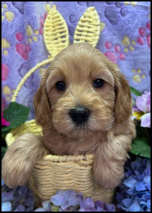 miniature labradoodle puppy, miniature labradoodle puppies for sale, mini labradoodle puppies for sale, mini labradoodle puppies Oregon, labradoodle puppies for sale