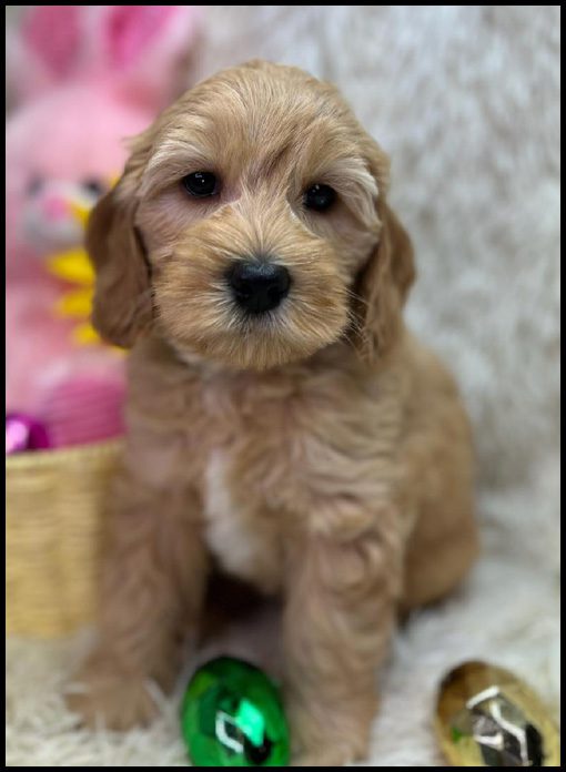 miniature labradoodle puppy, miniature labradoodle puppies for sale, mini labradoodle puppies for sale, mini labradoodle puppies Oregon, labradoodle puppies for sale