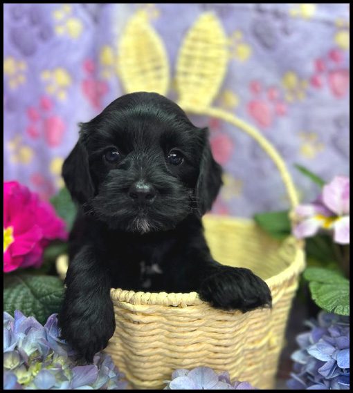 miniature labradoodle puppy, miniature labradoodle puppies for sale, mini labradoodle puppies for sale, mini labradoodle puppies Oregon, labradoodle puppies for sale