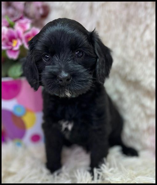 miniature labradoodle puppy, miniature labradoodle puppies for sale, mini labradoodle puppies for sale, mini labradoodle puppies Oregon, labradoodle puppies for sale