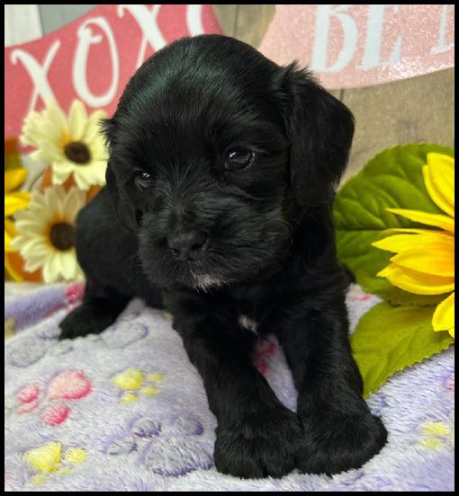 miniature labradoodle puppy, miniature labradoodle puppies for sale, mini labradoodle puppies for sale, mini labradoodle puppies Oregon, labradoodle puppies for sale
