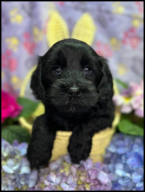 miniature labradoodle puppy, miniature labradoodle puppies for sale, mini labradoodle puppies for sale, mini labradoodle puppies Oregon, labradoodle puppies for sale