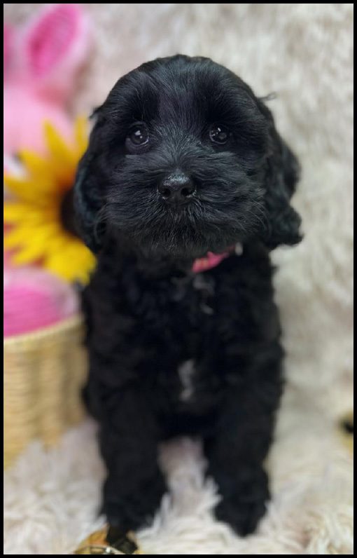 miniature labradoodle puppy, miniature labradoodle puppies for sale, mini labradoodle puppies for sale, mini labradoodle puppies Oregon, labradoodle puppies for sale