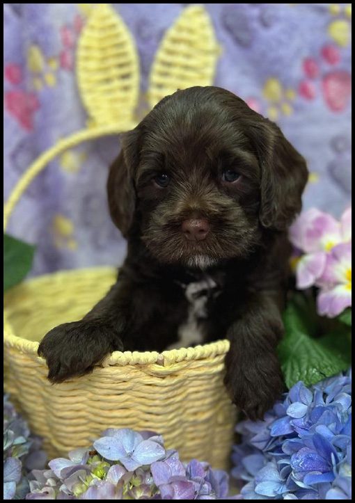 miniature labradoodle puppy, miniature labradoodle puppies for sale, mini labradoodle puppies for sale, mini labradoodle puppies Oregon, labradoodle puppies for sale