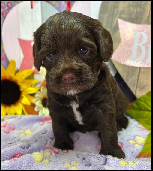 miniature labradoodle puppy, miniature labradoodle puppies for sale, mini labradoodle puppies for sale, mini labradoodle puppies Oregon, labradoodle puppies for sale