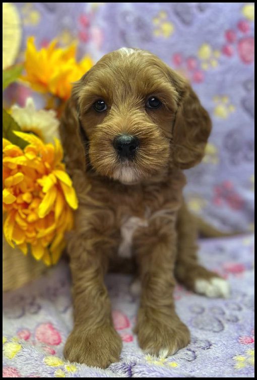 miniature labradoodle puppy, miniature labradoodle puppies for sale, mini labradoodle puppies for sale, mini labradoodle puppies Oregon, labradoodle puppies for sale
