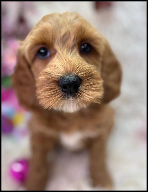 miniature labradoodle puppy, miniature labradoodle puppies for sale, mini labradoodle puppies for sale, mini labradoodle puppies Oregon, labradoodle puppies for sale