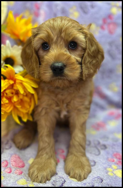 miniature labradoodle puppy, miniature labradoodle puppies for sale, mini labradoodle puppies for sale, mini labradoodle puppies Oregon, labradoodle puppies for sale