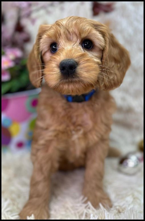 miniature labradoodle puppy, miniature labradoodle puppies for sale, mini labradoodle puppies for sale, mini labradoodle puppies Oregon, labradoodle puppies for sale