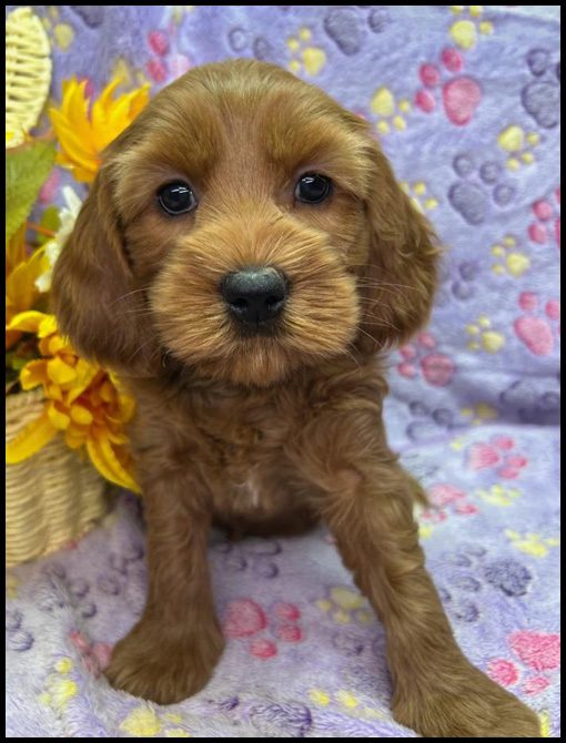 miniature labradoodle puppy, miniature labradoodle puppies for sale, mini labradoodle puppies for sale, mini labradoodle puppies Oregon, labradoodle puppies for sale