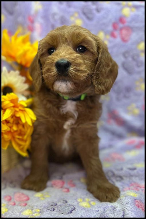 miniature labradoodle puppy, miniature labradoodle puppies for sale, mini labradoodle puppies for sale, mini labradoodle puppies Oregon, labradoodle puppies for sale