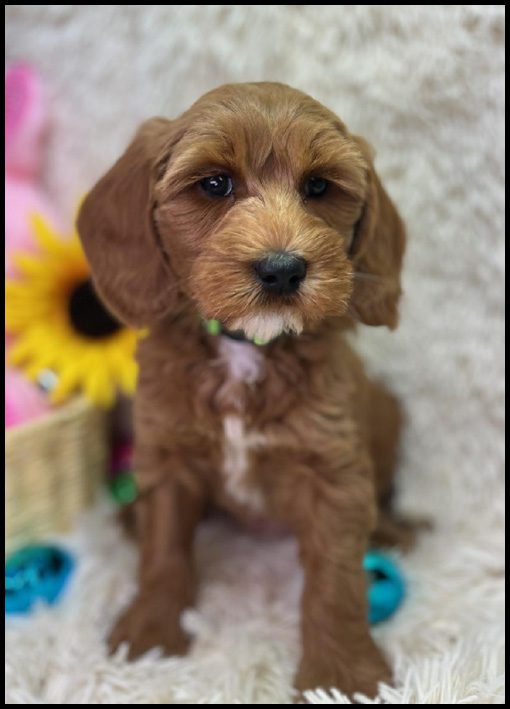 miniature labradoodle puppy, miniature labradoodle puppies for sale, mini labradoodle puppies for sale, mini labradoodle puppies Oregon, labradoodle puppies for sale