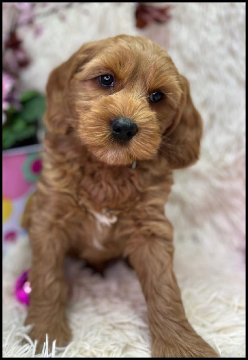 miniature labradoodle puppy, miniature labradoodle puppies for sale, mini labradoodle puppies for sale, mini labradoodle puppies Oregon, labradoodle puppies for sale