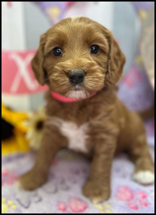 miniature labradoodle puppy, miniature labradoodle puppies for sale, mini labradoodle puppies for sale, mini labradoodle puppies Oregon, labradoodle puppies for sale