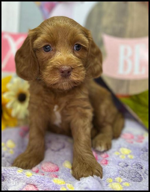 miniature labradoodle puppy, miniature labradoodle puppies for sale, mini labradoodle puppies for sale, mini labradoodle puppies Oregon, labradoodle puppies for sale