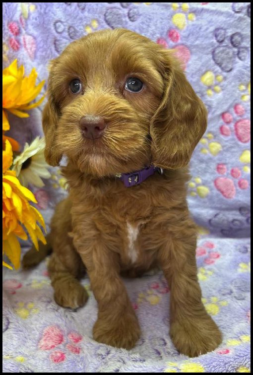 miniature labradoodle puppy, miniature labradoodle puppies for sale, mini labradoodle puppies for sale, mini labradoodle puppies Oregon, labradoodle puppies for sale