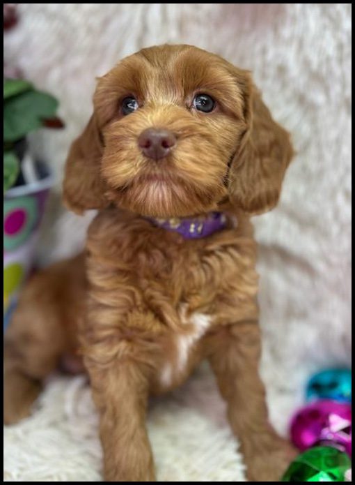 miniature labradoodle puppy, miniature labradoodle puppies for sale, mini labradoodle puppies for sale, mini labradoodle puppies Oregon, labradoodle puppies for sale