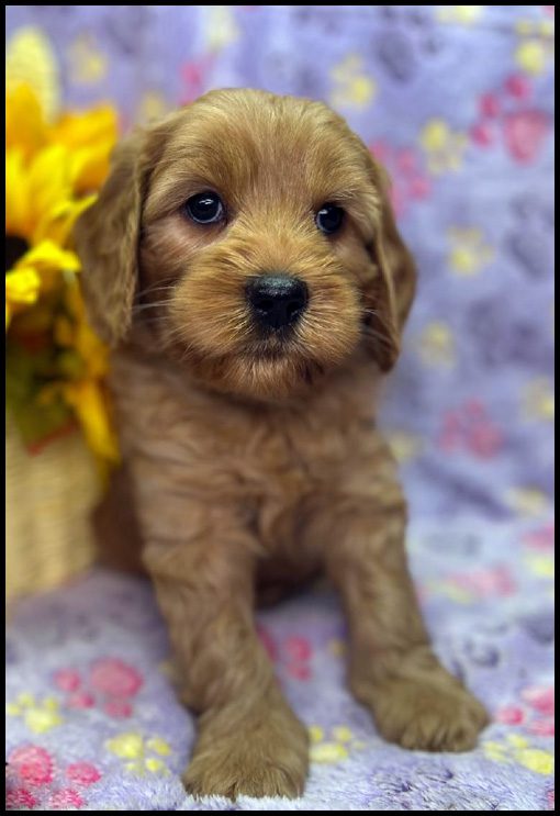 miniature labradoodle puppy, miniature labradoodle puppies for sale, mini labradoodle puppies for sale, mini labradoodle puppies Oregon, labradoodle puppies for sale