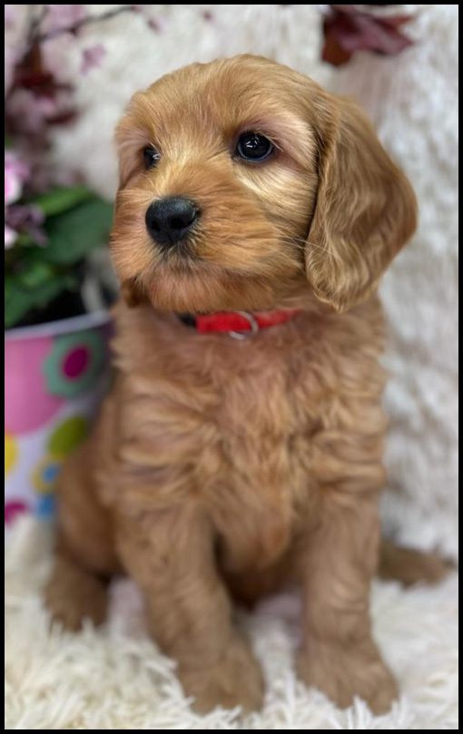 miniature labradoodle puppy, miniature labradoodle puppies for sale, mini labradoodle puppies for sale, mini labradoodle puppies Oregon, labradoodle puppies for sale