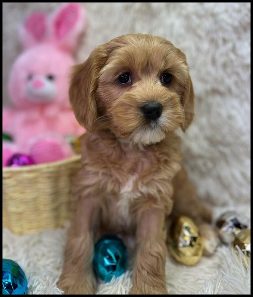miniature labradoodle puppy, miniature labradoodle puppies for sale, mini labradoodle puppies for sale, mini labradoodle puppies Oregon, labradoodle puppies for sale
