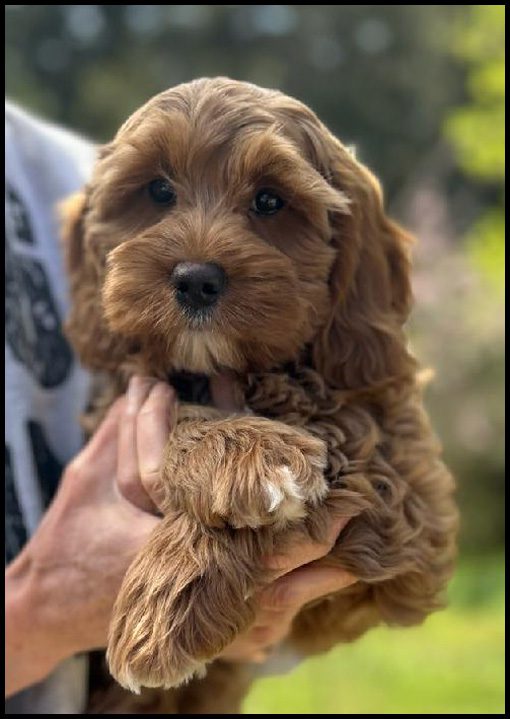 miniature labradoodle puppy, miniature labradoodle puppies for sale, mini labradoodle puppies for sale, mini labradoodle puppies Oregon, labradoodle puppies for sale