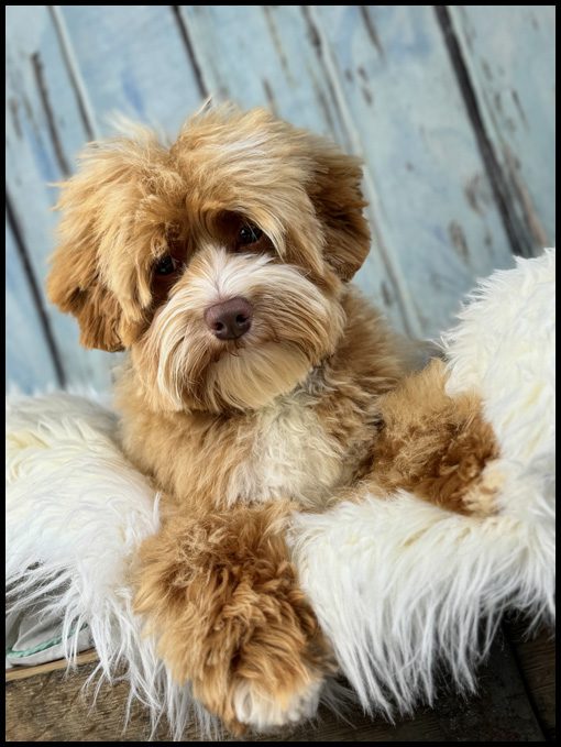 miniature labradoodle puppy, miniature labradoodle puppies for sale, mini labradoodle puppies for sale, mini labradoodle puppies Oregon, labradoodle puppies for sale