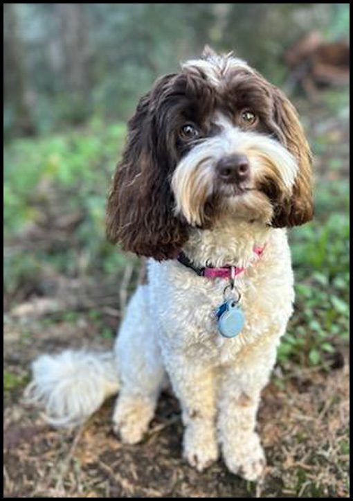 miniature labradoodle puppy, miniature labradoodle puppies for sale, mini labradoodle puppies for sale, mini labradoodle puppies Oregon, labradoodle puppies for sale