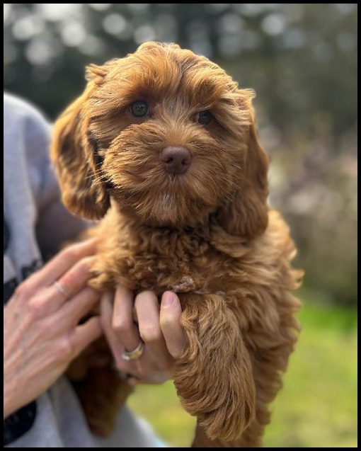 miniature labradoodle puppy, miniature labradoodle puppies for sale, mini labradoodle puppies for sale, mini labradoodle puppies Oregon, labradoodle puppies for sale