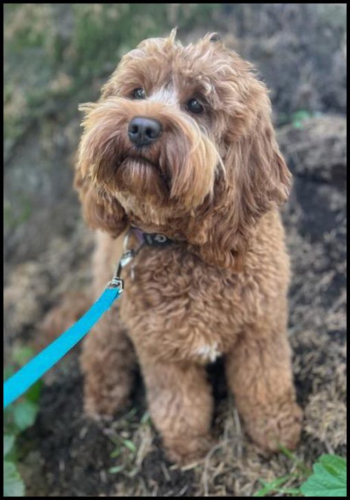 miniature labradoodle puppy, miniature labradoodle puppies for sale, mini labradoodle puppies for sale, mini labradoodle puppies Oregon, labradoodle puppies for sale