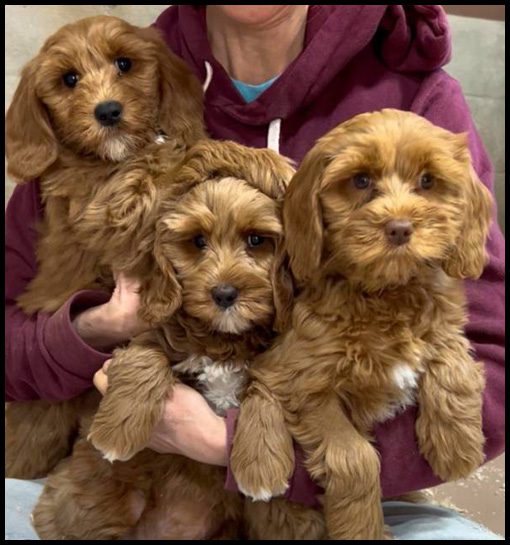 miniature labradoodle puppy, miniature labradoodle puppies for sale, mini labradoodle puppies for sale, mini labradoodle puppies Oregon, labradoodle puppies for sale