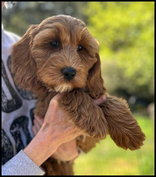 miniature labradoodle puppy, miniature labradoodle puppies for sale, mini labradoodle puppies for sale, mini labradoodle puppies Oregon, labradoodle puppies for sale