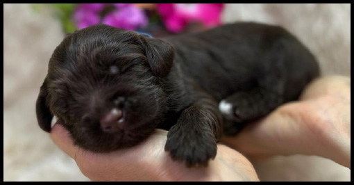 micro-miniature labradoodle puppies, micro-mini labradoodle puppies, miniature labradoodle, miniature labradoodle puppies for sale, mini labradoodles for sale, available labradoodle puppies, labradoodle puppies Oregon, Pacific Northwest labradoodle, Oregon labradoodle breeder