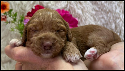 micro-miniature labradoodle puppies, micro-mini labradoodle puppies, miniature labradoodle, miniature labradoodle puppies for sale, mini labradoodles for sale, available labradoodle puppies, labradoodle puppies Oregon, Pacific Northwest labradoodle, Oregon labradoodle breeder