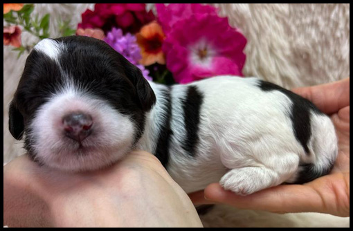 micro-miniature labradoodle puppies, micro-mini labradoodle puppies, miniature labradoodle, miniature labradoodle puppies for sale, mini labradoodles for sale, available labradoodle puppies, labradoodle puppies Oregon, Pacific Northwest labradoodle, Oregon labradoodle breeder