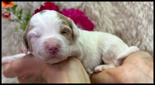 micro-miniature labradoodle puppies, micro-mini labradoodle puppies, miniature labradoodle, miniature labradoodle puppies for sale, mini labradoodles for sale, available labradoodle puppies, labradoodle puppies Oregon, Pacific Northwest labradoodle, Oregon labradoodle breeder