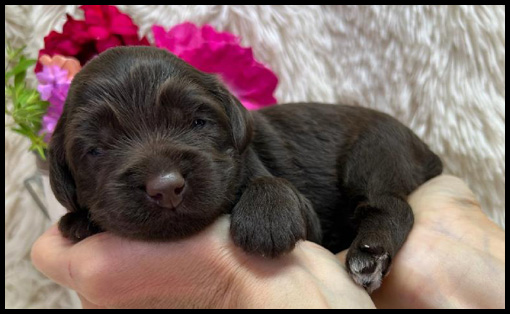 micro-miniature labradoodle puppies, micro-mini labradoodle puppies, miniature labradoodle, miniature labradoodle puppies for sale, mini labradoodles for sale, available labradoodle puppies, labradoodle puppies Oregon, Pacific Northwest labradoodle, Oregon labradoodle breeder
